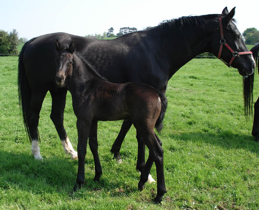 Buying A Foal